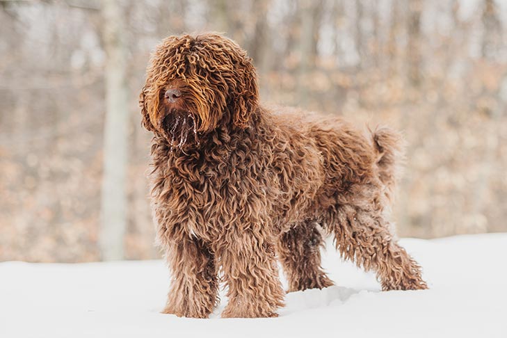 Barbet