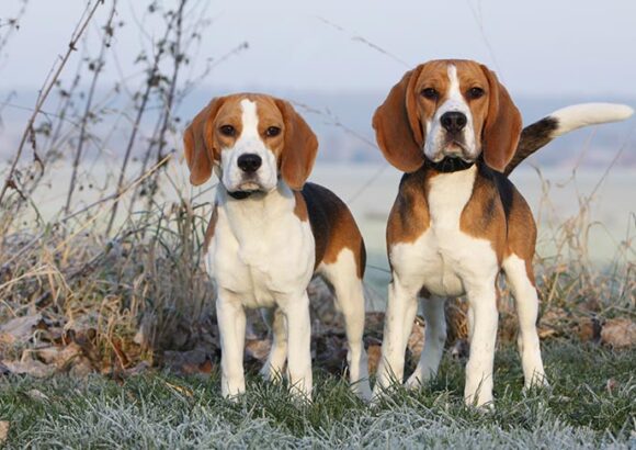 Beagle