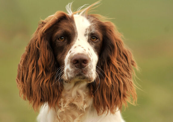 Springer Spaniel anglais (English Springer Spaniel)