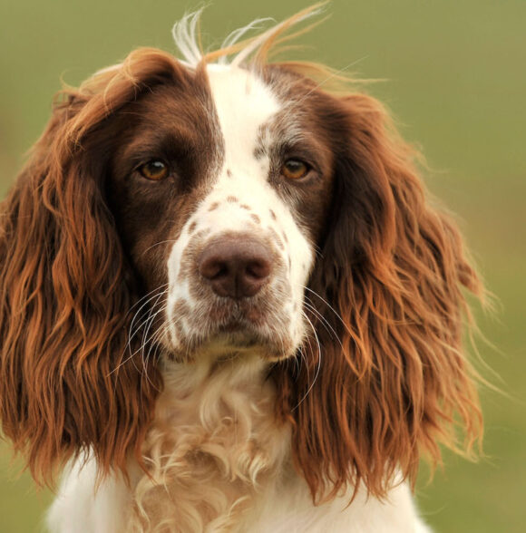 Springer Spaniel anglais (English Springer Spaniel)
