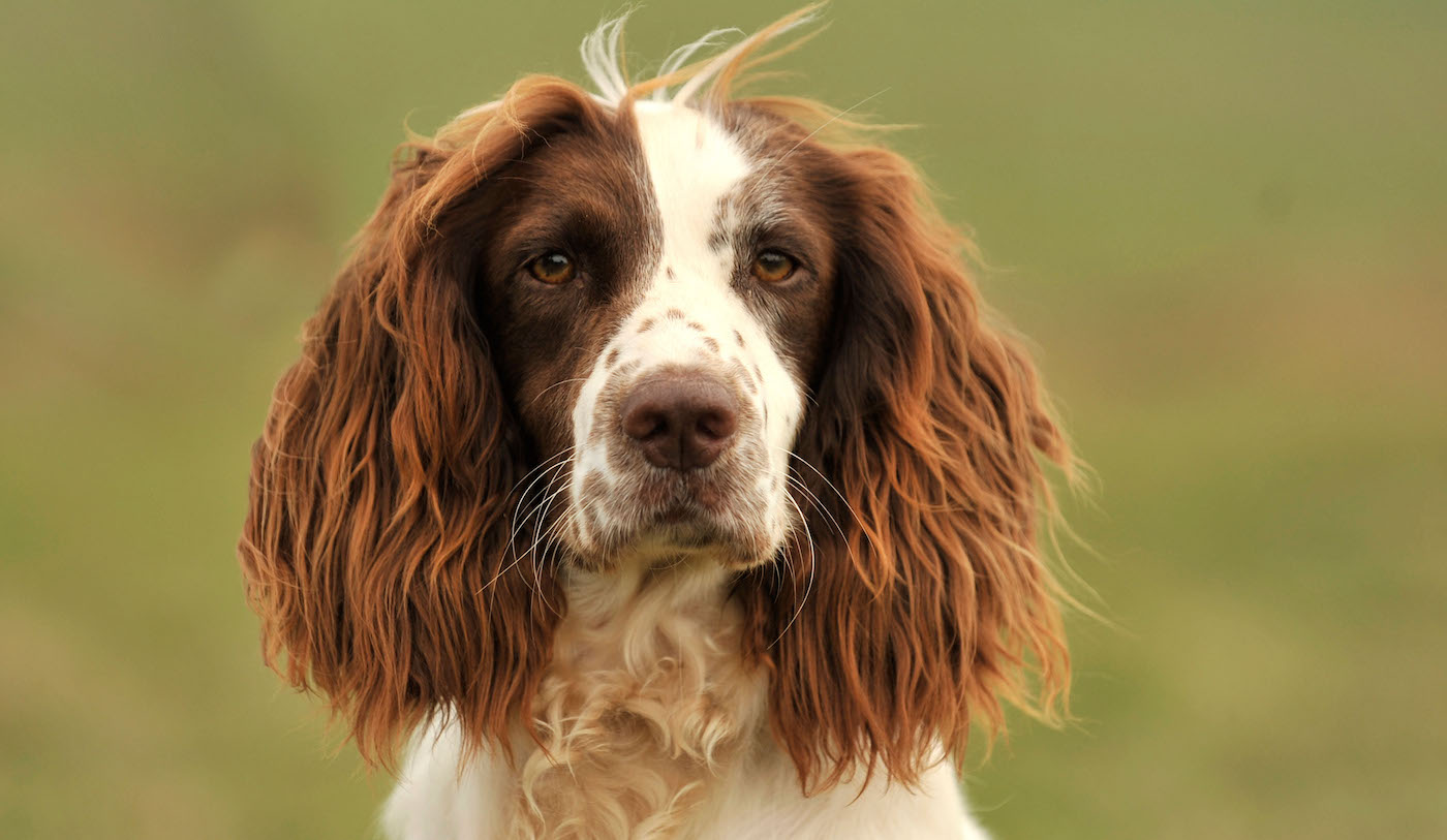 Springer Spaniel anglais (English Springer Spaniel)