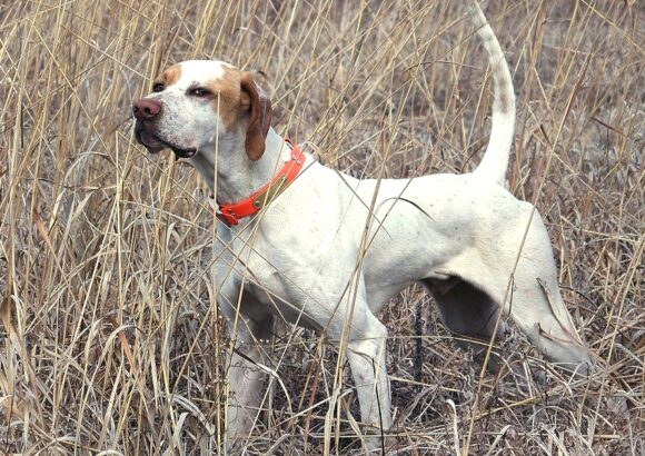 Pointer anglais (English Pointer)