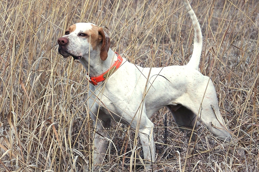 Pointer anglais (English Pointer)
