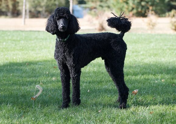 Bichon Havanais (Havanese)
