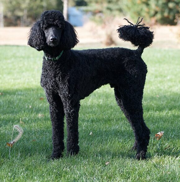 Bichon Havanais (Havanese)