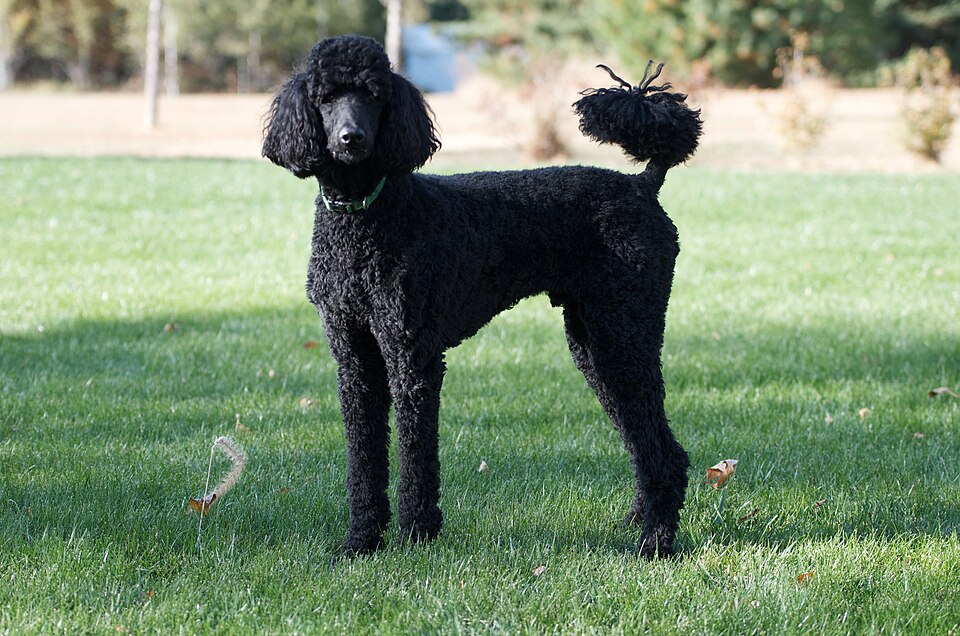 Bichon Havanais (Havanese)