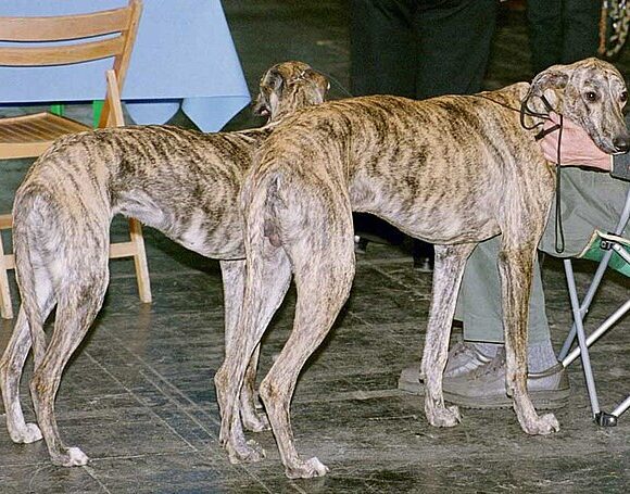Lévrier espagnol (Galgo Español)