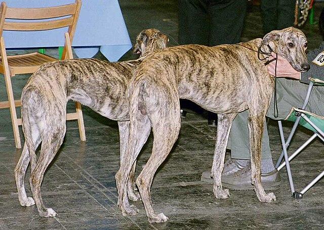 Lévrier espagnol (Galgo Español)