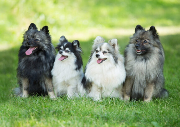 Spitz Allemand (Deutscher Spitz)