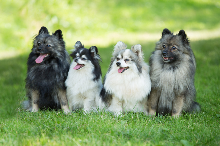 Spitz Allemand (Deutscher Spitz)