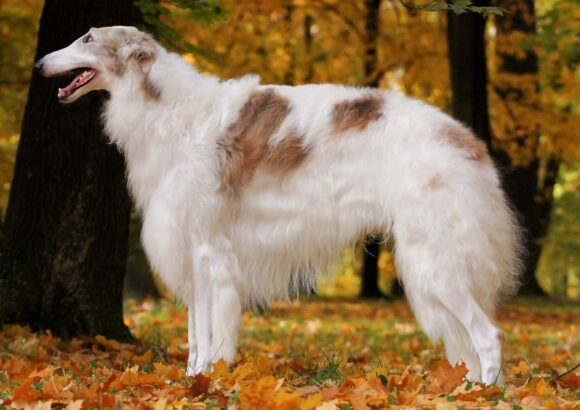 Barzoï (Borzoi / Barzoï russe)