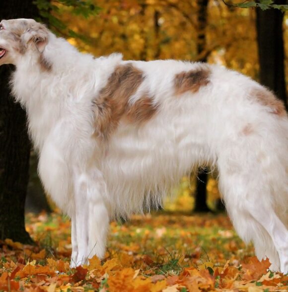 Barzoï (Borzoi / Barzoï russe)