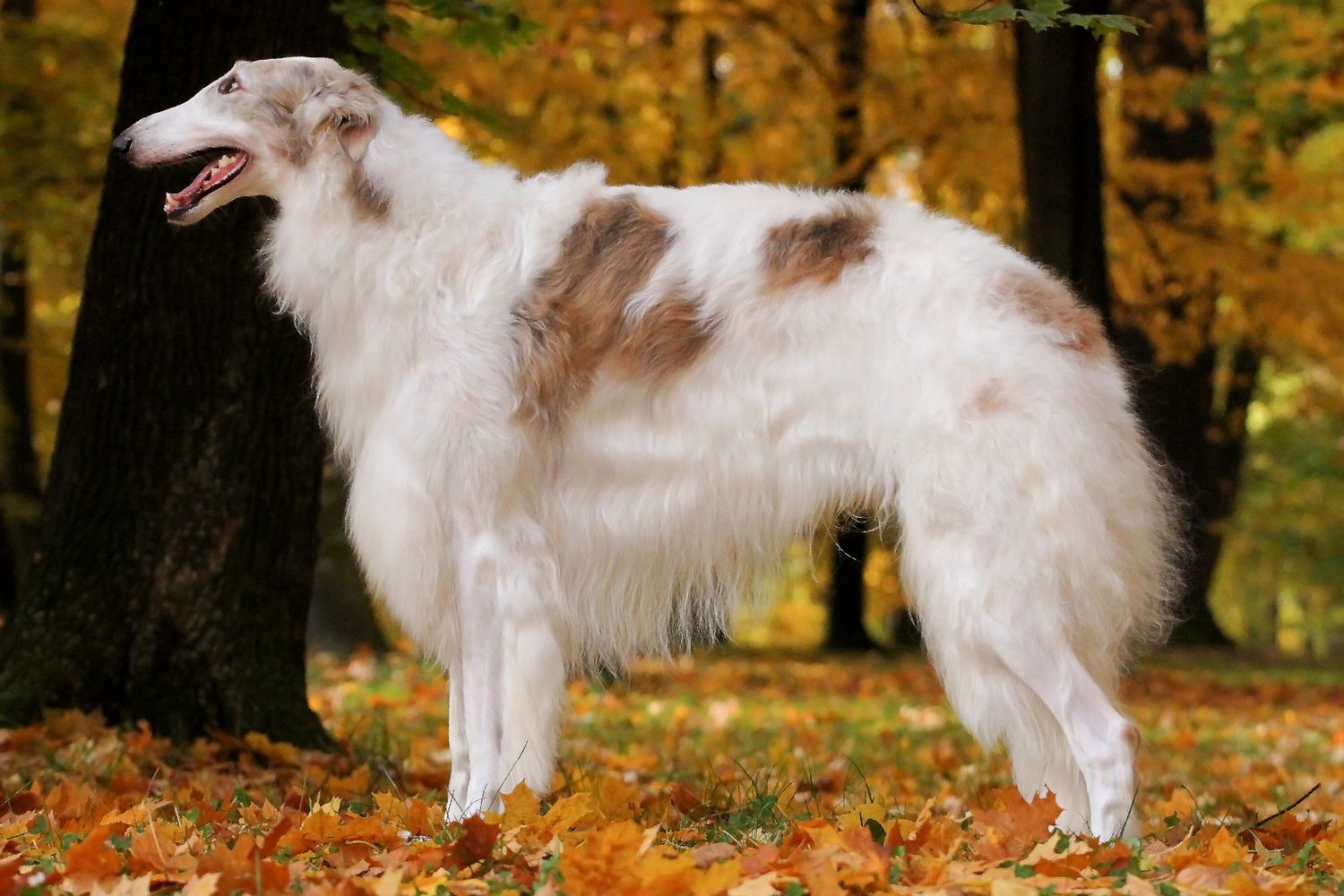 Barzoï (Borzoi / Barzoï russe)