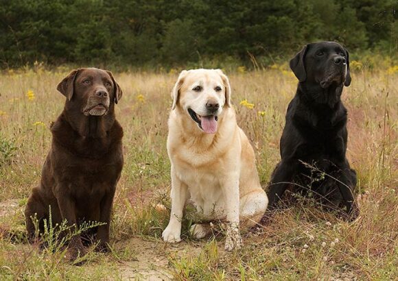 Labrador Retriever