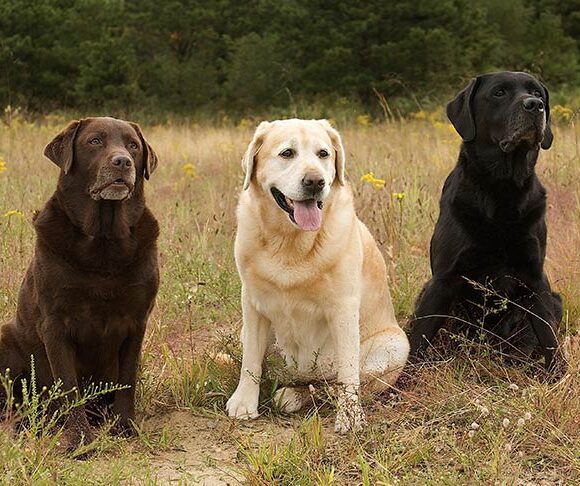 Labrador Retriever
