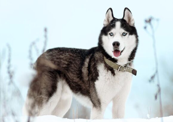 Husky sibérien