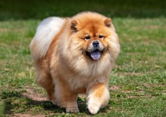 Chow Chow