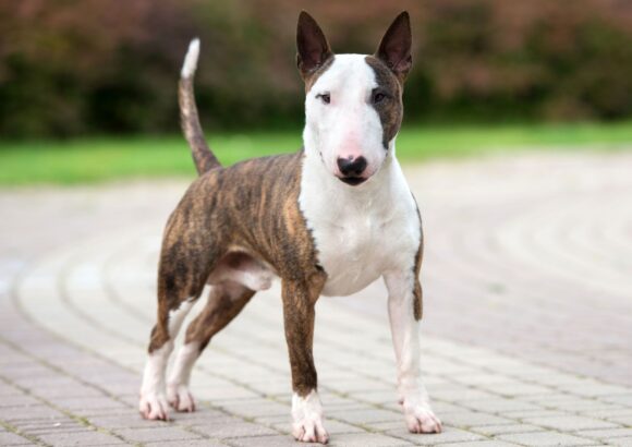 Bull Terrier