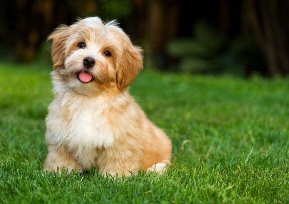 Bichon Havanais (Havanese)