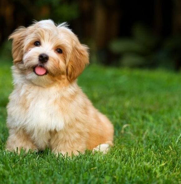 Bichon Havanais (Havanese)