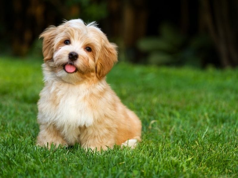 Bichon Havanais (Havanese)