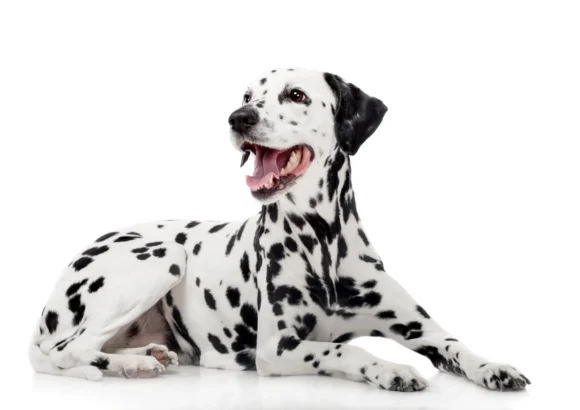 Dalmatien