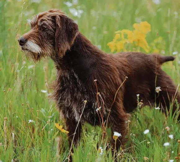 Pudelpointer – Braque Caniche