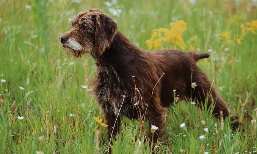 Pudelpointer – Braque Caniche