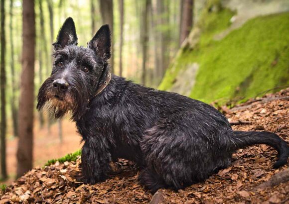 Scottish Terrier
