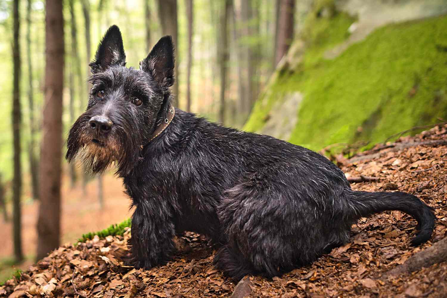 Scottish Terrier