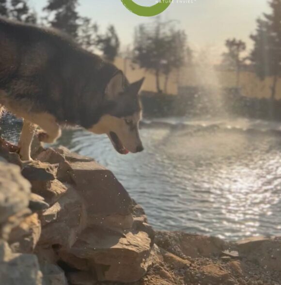 Nature Envies - Au Bonheur des Chiens