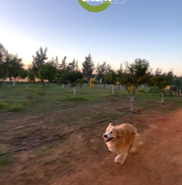 Nature Envies - Au Bonheur des Chiens