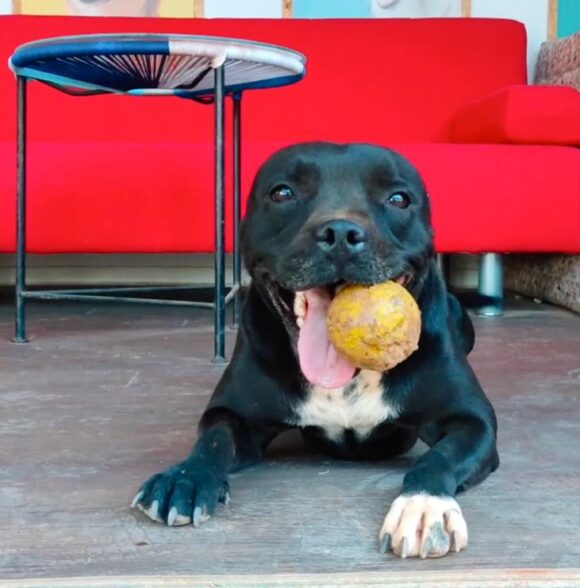 Nature Envies - Au Bonheur des Chiens