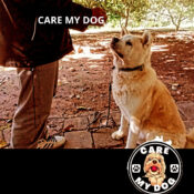 Care my dog