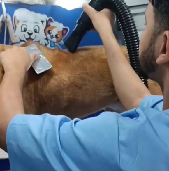 Pet Wash