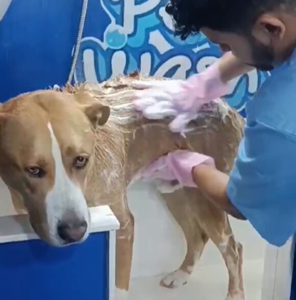 Pet Wash
