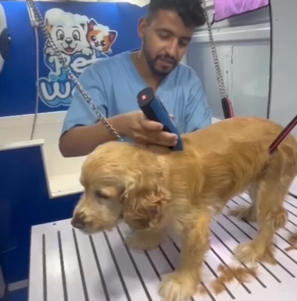 Pet Wash