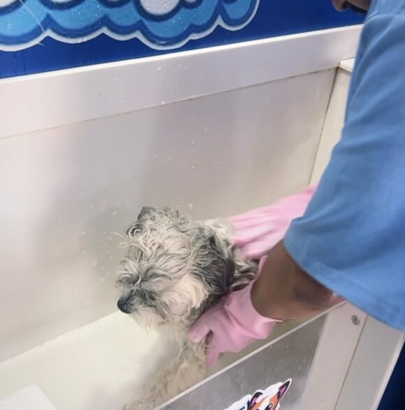 Pet Wash