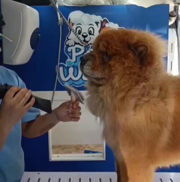 Pet Wash