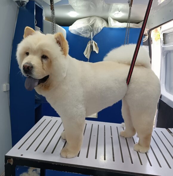 Pet Wash