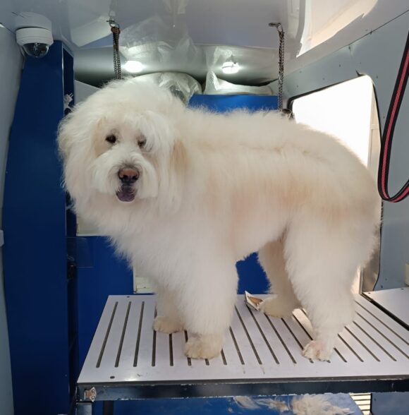 Pet Wash