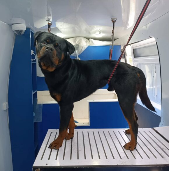 Pet Wash