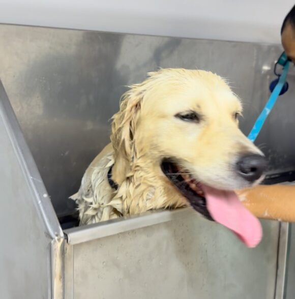 Clinique vétérinaire OASIS VET