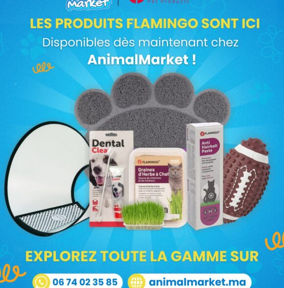 Animal Market