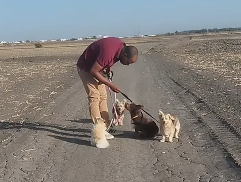 Care my dog