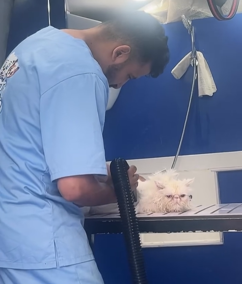 Pet Wash