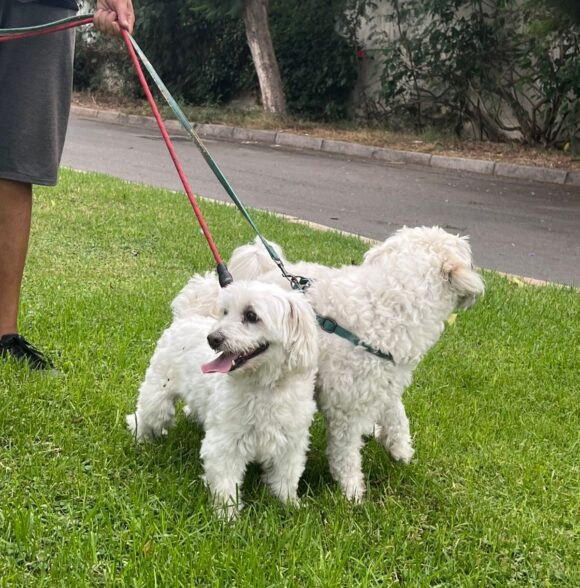 Woof Wander