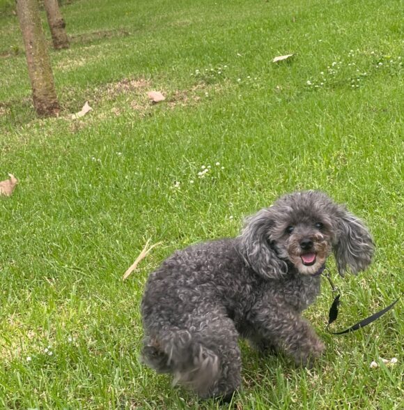 Woof Wander