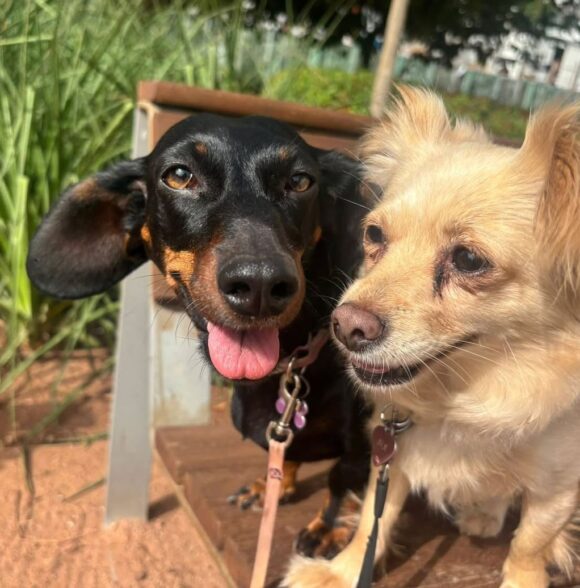 Nrk_dogwalker