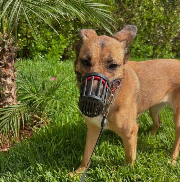 Nrk_dogwalker